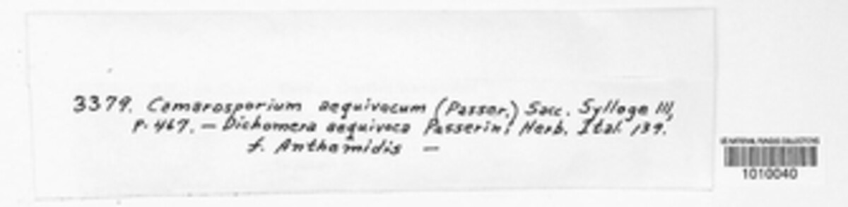 Camarosporium aequivocum image